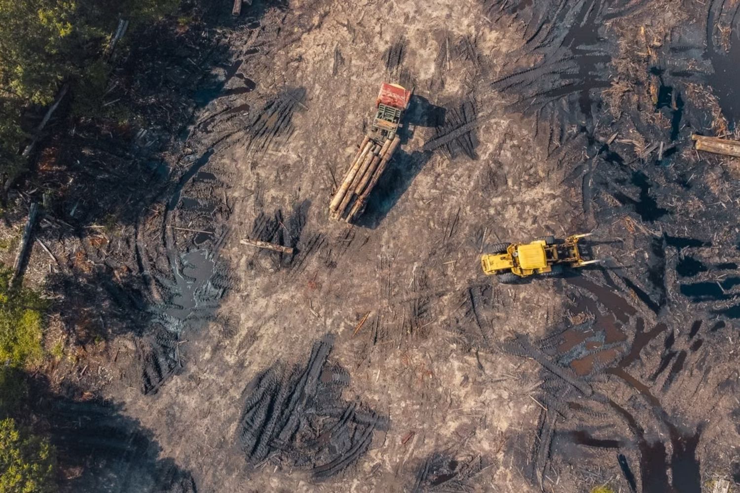 large scale deforestation